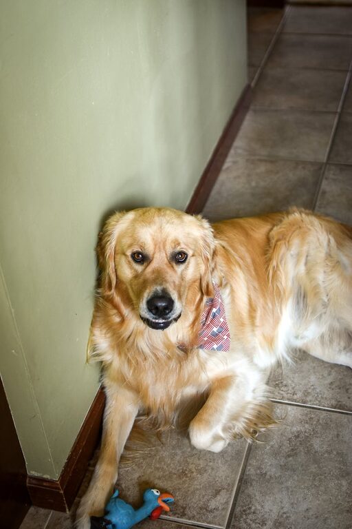 How to Set Up a Cozy and Safe Pet-Friendly Home Corner
